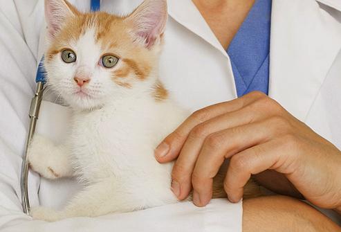 Quelles vaccinations le chaton fait-il et pourquoi?