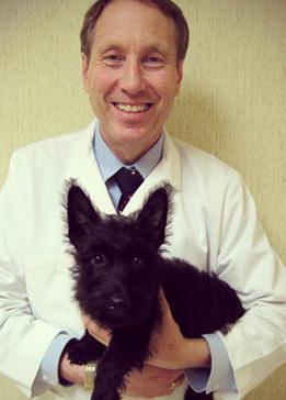 Clinique vétérinaire de Petrozavodsk: comment choisir le meilleur?