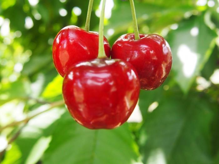 Cherry Ordinary - La reine du jardin printanier